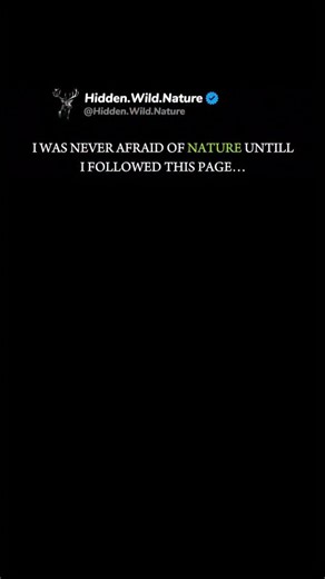 Hidden Wild Nature | Several species of snakes are ophiophagous, meaning they specialize in hunting and eating other snakes. The most famous example is the King... | Instagram