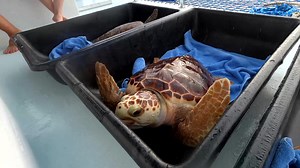 Two juvenile loggerhead sea turtles, Lucy and Ethel, came to The Turtle Hospital in December 2019 as part of the facility’s ‘head start program.’ The pair were somewhat celebrities, acting as ambassadors for their species, helping educate the public about sea turtle conservation through special classroom and interactive events. ‘Head start’ sea turtles are cared for at the Turtle Hospital until their shell, or carapace, length reaches 45cm long. The reptiles have much fewer predators in the wild