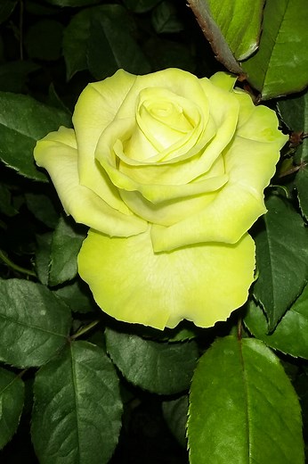 Every rose carries a gentle magic — petals that soothe the eyes, colors that warm the heart, and a fragrance that brings peace 🍃💖 #Fblifestyle 🍂 #Rose 🌹 #NaturalGlow 🌸 #FloralElegance 🌷 #Roses🌻 | Blooming Flowers Nature