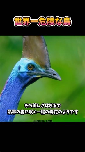 世界一危険な鳥ヒクイドリ