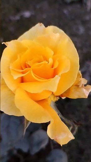 Discover the Beauty of YELLOW Roses Plants
