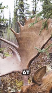 Holy Halifax! #adventurebowhunter | Tom Miranda