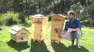 18K views · 161 shares | Learn what bees need to survive and thrive, get a steady supply of free honey, and leave a legacy on our ailing planet. | Beekeeping Apprentice | Facebook