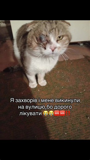 Сьогодні дорогою додому від своїх підопічних сталося те, від чого досі стискається серце... Йшла, як завжди, вже майже біля дому. І раптом на узбіччі побачила котика. Маленький, худенький, сидить тихо. Спочатку я навіть не зрозуміла, що з ним щось не так. Насипала йому їжі... але він навіть не підняв голову. Просто сидів. Нерухомо. Наче вже не мав сил. Я нахилилась, щоб його погладити... і в той момент просто обімліла. Його око... воно виглядало страшно. Випучене, все навколо сильно опухло. Око 