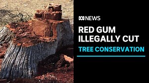 3.2K views · 149 reactions | Authorities are appealing for anyone with information to come forward after a 300-year-old red gum was illegally cut down in Victoria's south-west. Conservation Regulator Regional Manager Glenn Sharp says it’s “disappointing” as the tree was providing fantastic habitat for birds and marsupials. | ABC News | Facebook