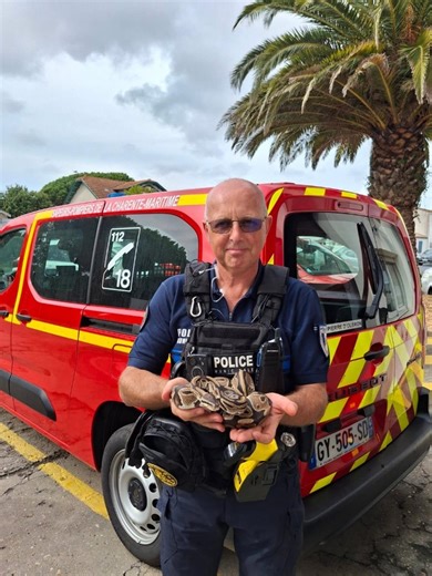Un python royal sur une piste cyclable : surprise de taille à Saint-Pierre-d’Oléron