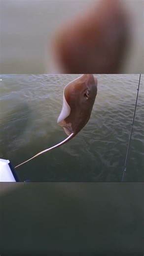 Catching Stingrays: An Exciting Ocean Fishing Trip!