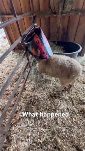 Sheep gets stuck #fail #stuck k