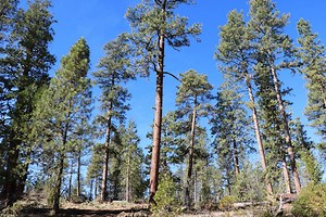 ODF, ODFW, Forest Service renew agreement as conservation group sues to block logging of large trees