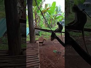 “About Our Channel: Easy Farm DIY – Grow All Vegetables at Home 🌱