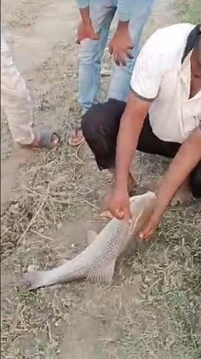 Big size Rohu fish dor casting sai nadi pratapgarh #shortvideo #fishing #fish #shorts