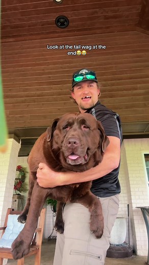 The Heaviest Dog on TikTok: Watch the Tail Wag! #JohnnyCash