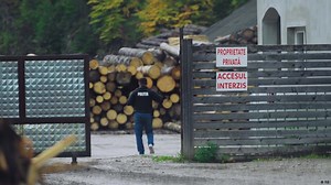 El brutal negocio de la mafia de la madera – DW – 06/12/2023