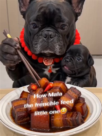 เจ้าตัวน้อยอยากชิมก็ลองดู🌶🌶😂😂#frenchbulldog #dog #frenchie #เฟรนช์บลูด็อก #ฟีดดดシ