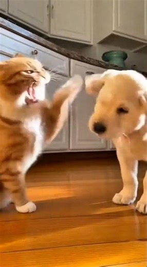 Cat was smacking the puppy until the group of dogs showed up! #funnyvideo #funny #animals #cat #dog