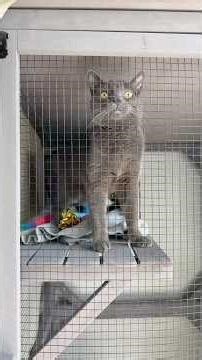 The catio setup and more