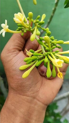 iceland 2008 🇮🇸 #anyuniqueanimals