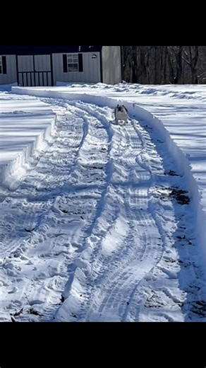 Watch Bonnie the Bulldog Show Off Her Speed!