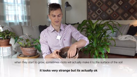 How to grow calla lily from bulbs - Calla care from planting to flowers