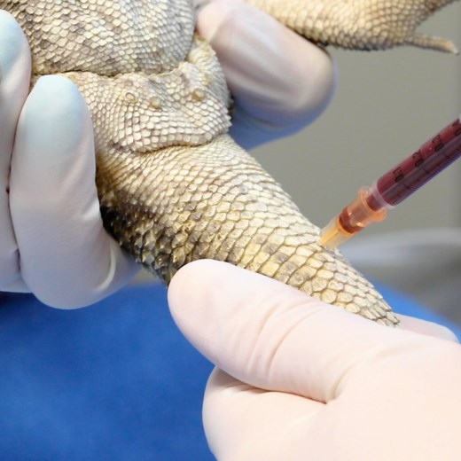 Blood Collection in Lizards - LafeberVet