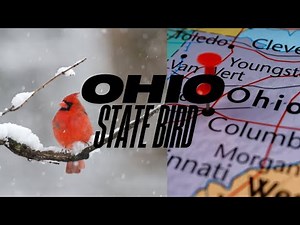 Meet Ohio’s State Bird!