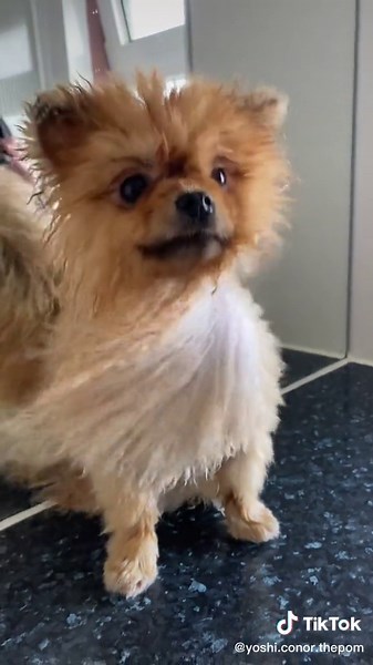 Pomeranian Bath Routine - Fluffy Puppy's Relaxing Spa Day