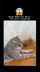 Praying Won't Save This Mouse Now...