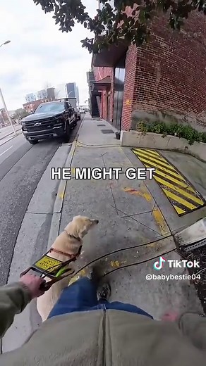 Guide Dog's Smart Decisions & Treat Rewards