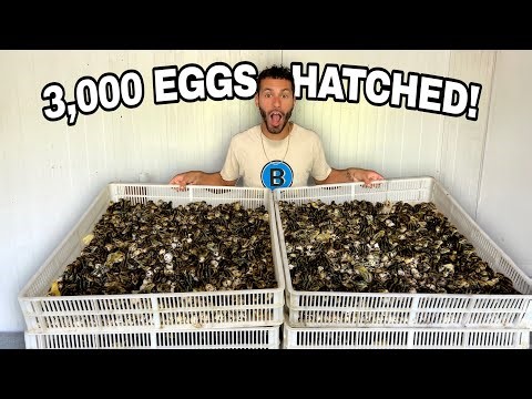 I HATCHED 3,000 Quail Eggs... This Was INSANE!