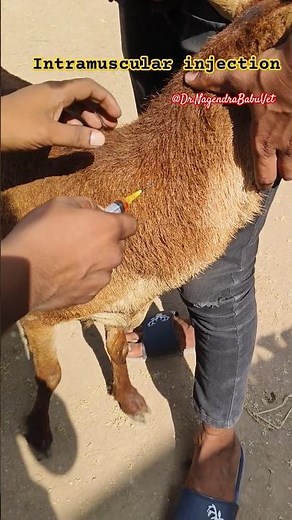 how to give intramuscular injection in sheep&goats#youtubeshorts #intramuscularinjection