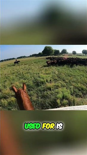 Water & Feed: Fueling Cattle Growth & Health! #shorts