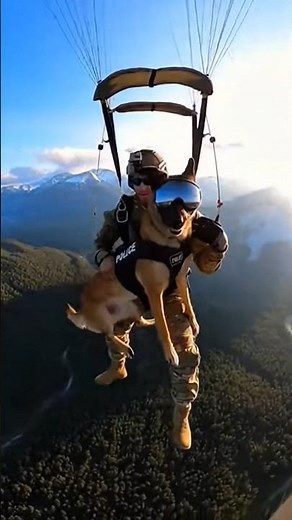 Elite Military K9 Airborne Mission 🐕‍🔥 #k9training #malinois #viral #k9life #k9unit #wildlife