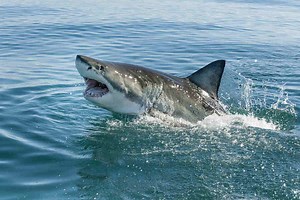 Understanding The Truth About Shark Attacks