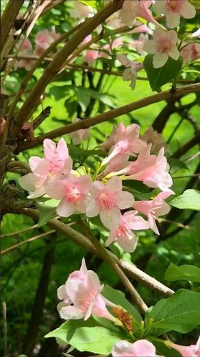 Weigela florida #flowers #nature #birdsounds