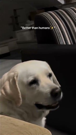 Dog Lovers Paradise | Best Dogs #dogs #paradise #doglovers