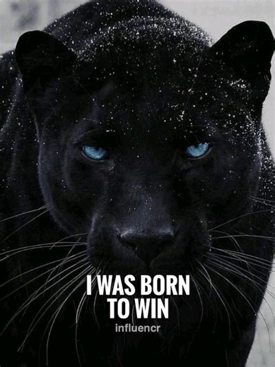 Exploring Somali Culture Through Dance Videos