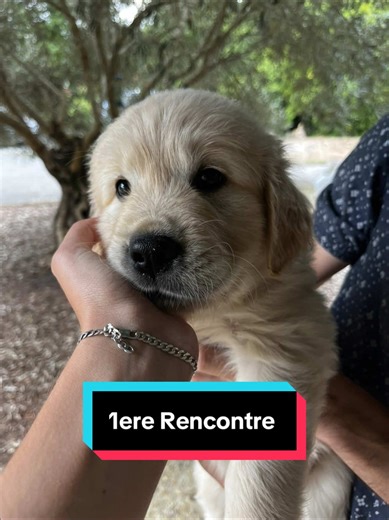 24 juillet 2025… le jour où mon cœur a choisi sans hésiter. Au milieu de ses 11 frères et sœurs, une petite boule de poils s’est avancée vers moi comme un vrai petit champion. Il ne le savait pas encore, mais un mois plus tard, il deviendrait celui qui illumine chacune de mes journées. J’ai laissé la magie opérer naturellement. Ayko a grandi entouré de sa grande fratrie, et le jour où je suis allée le rencontrer, il faisait partie des derniers à ne pas avoir encore trouvé sa famille. Les 11 peti