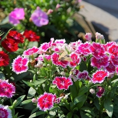 ナデシコの育て方は？種まきから増やし方まで初心者向けに徹底解説！