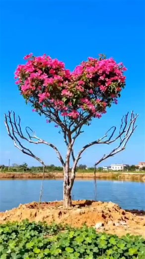 Limbajul iubirii și al frumuseții TikTok