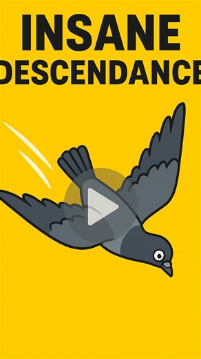 Animal Videos on Instagram: "Pigeons descend in a steep diving motion because it helps them control speed, reduce energy use, and stay agile during flight. Their streamlined bodies and powerful wing strokes let them drop quickly to avoid predators, navigate tight urban spaces, or approach a landing spot with precision. This rapid descent also stabilizes their trajectory, allowing them to adjust direction instantly as they approach the ground. #reels #explore #nature #interesting #viral #learn"