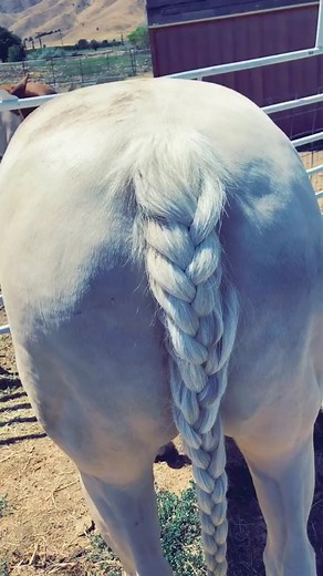 How to Braid a Horse's Tail: Step-by-Step Guide