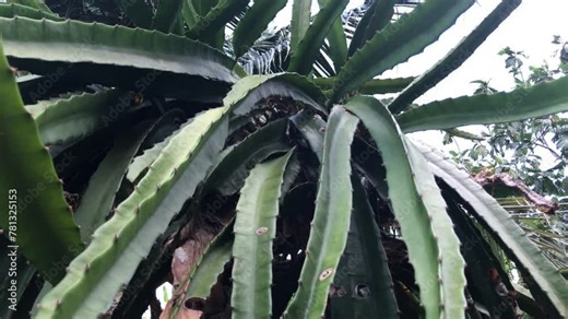 non-bearing dragon fruit plant on the farm that is on the verge of withering. tracking shot