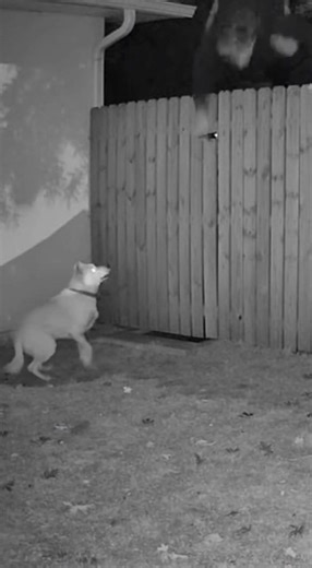 Dog senses something before the fence breaks… 😳 #c#cctvfootages#securitycameran#nightvisiond#dogtokm#mysteryvideo