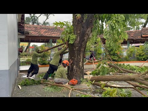 Property Rescue! Removing a Massive Tree Threatening the Building!
