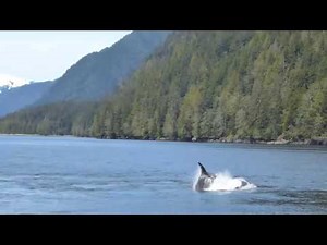 Orca whales dine on Elephant Seal