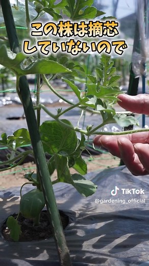 スイカ栽培で絶対やるべき作業はこれ！摘芯と親づる管理の基本