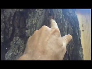 Monterey Pine Problems