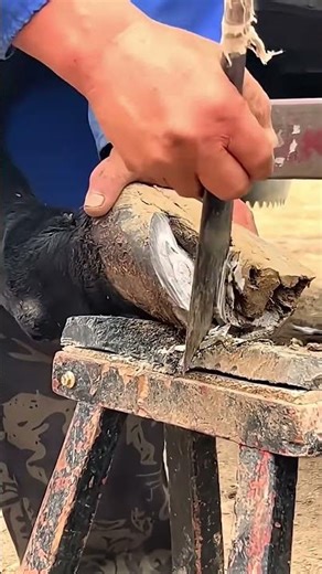 Wonderful donkey hoof trimming video #shorts