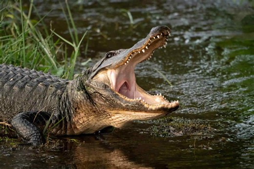 Hungry gator slurps up a snake like a danger noodle
