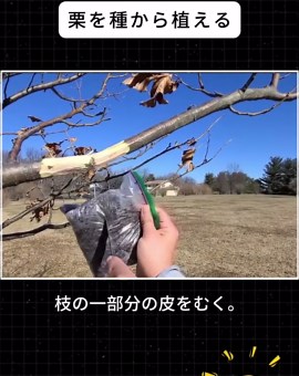 栗を種から育てる方法と成長過程